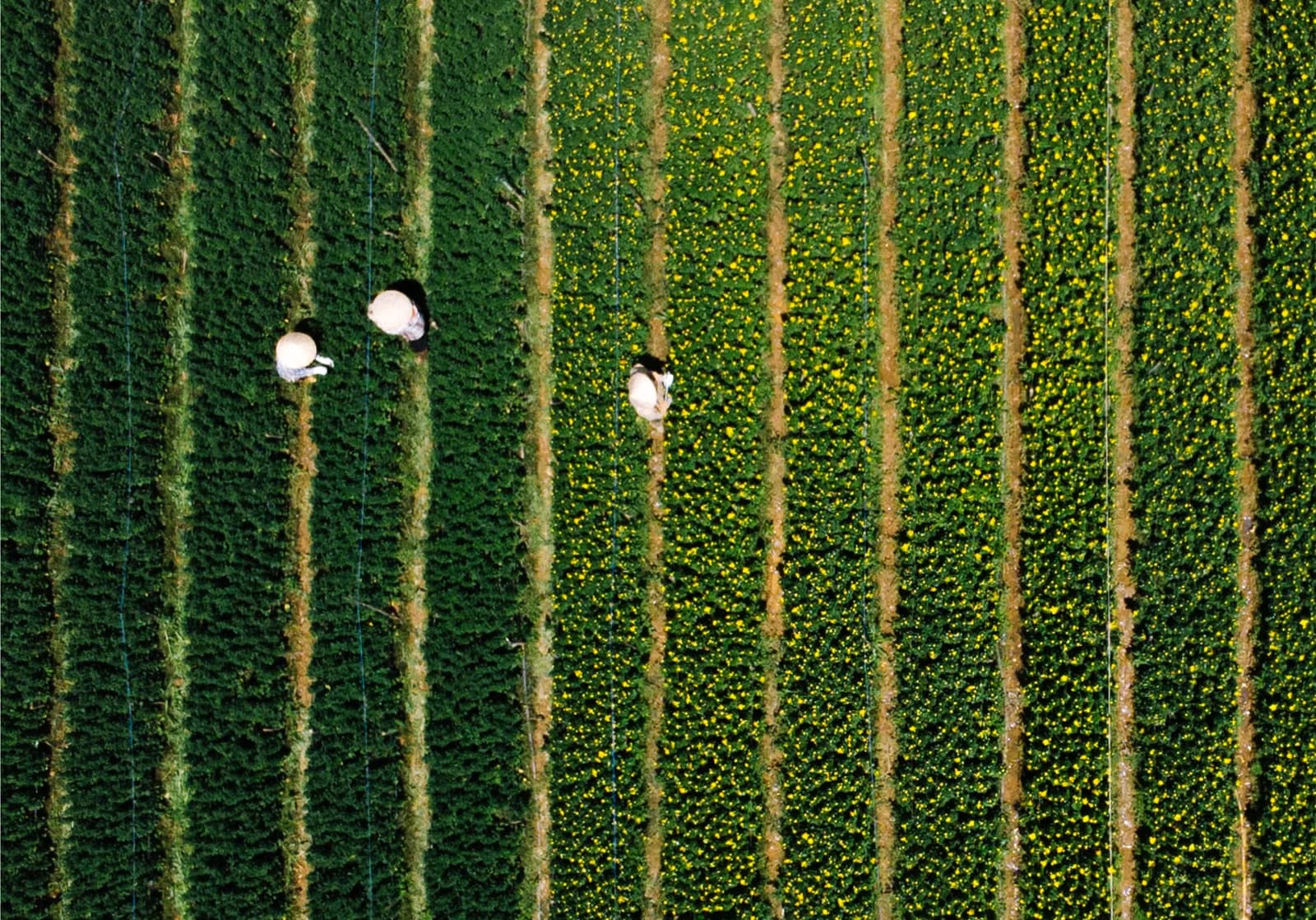 People working between rows of crops, seen from above