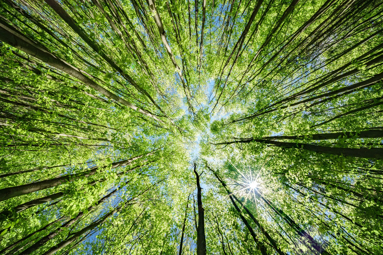 Sunlight filtering through a forest canopy viewed from below