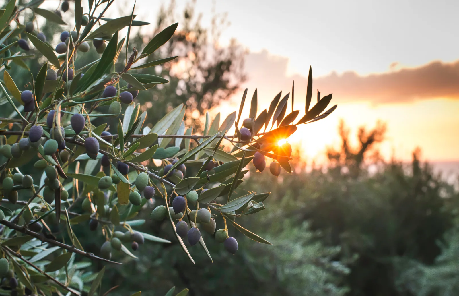 Olive branches and fruit in warm sunset light