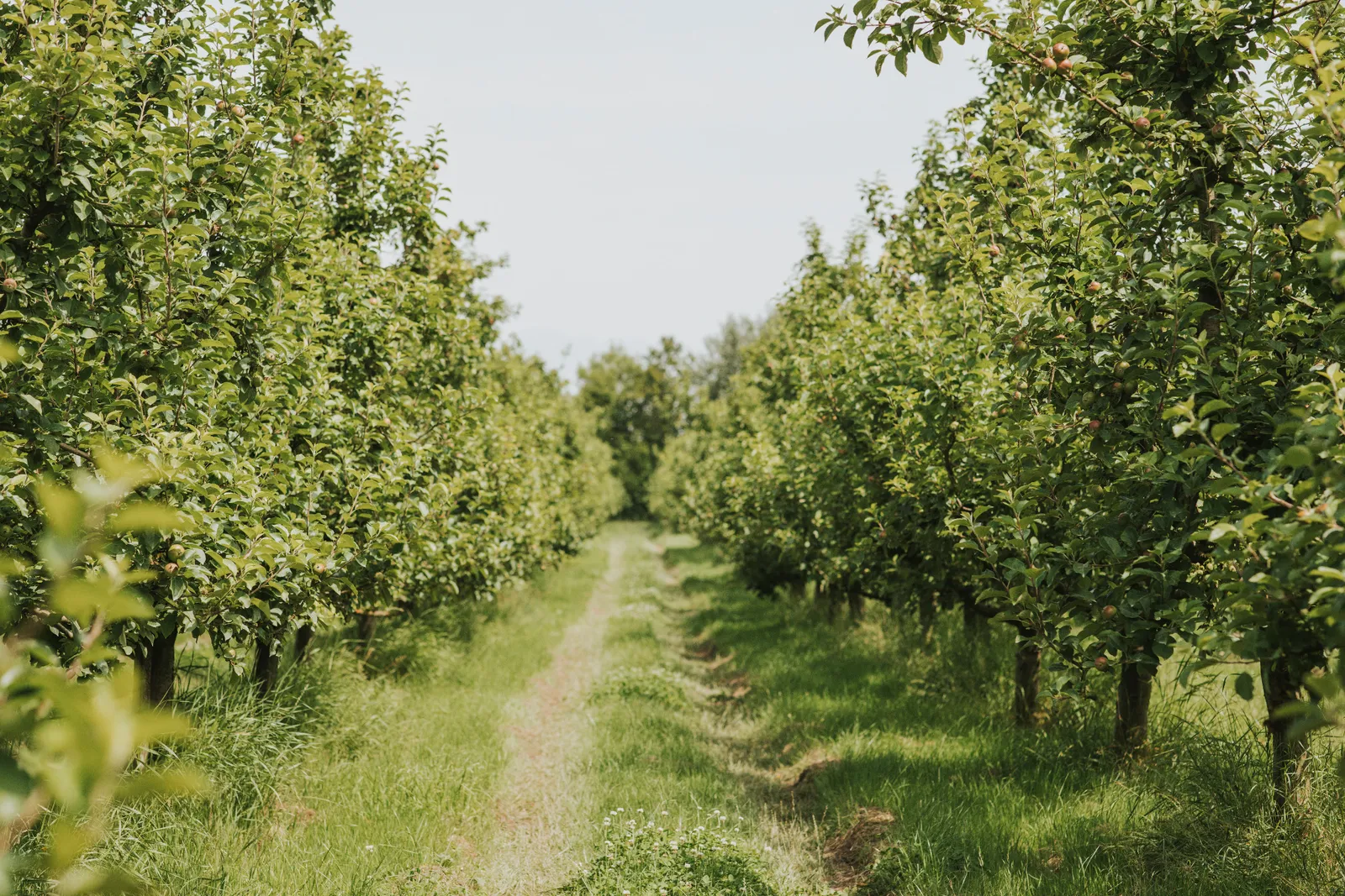 Fruit trees lining a grassy orchard aisle