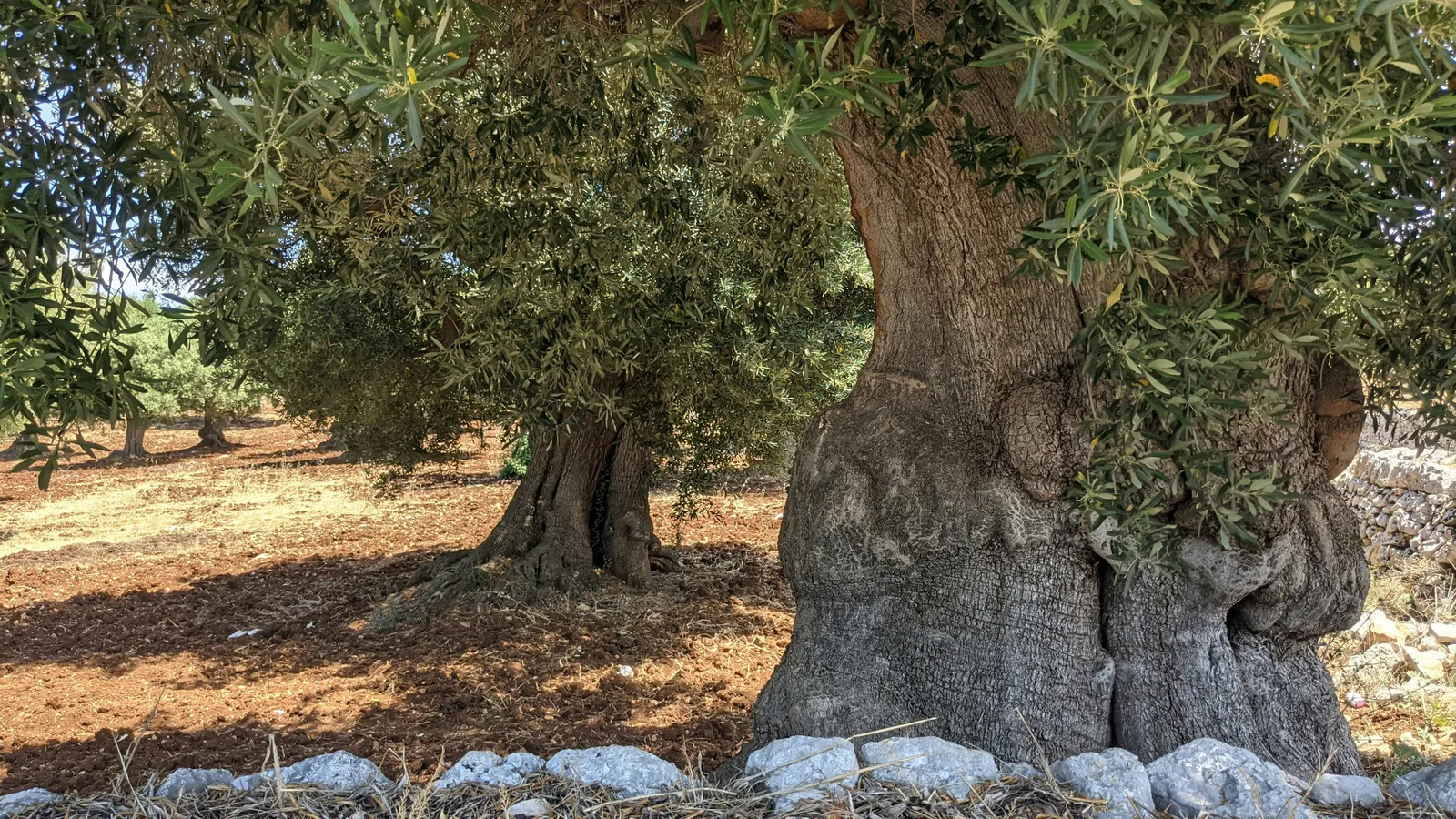 An old olive tree in an olive grove in Puglia, Italy
